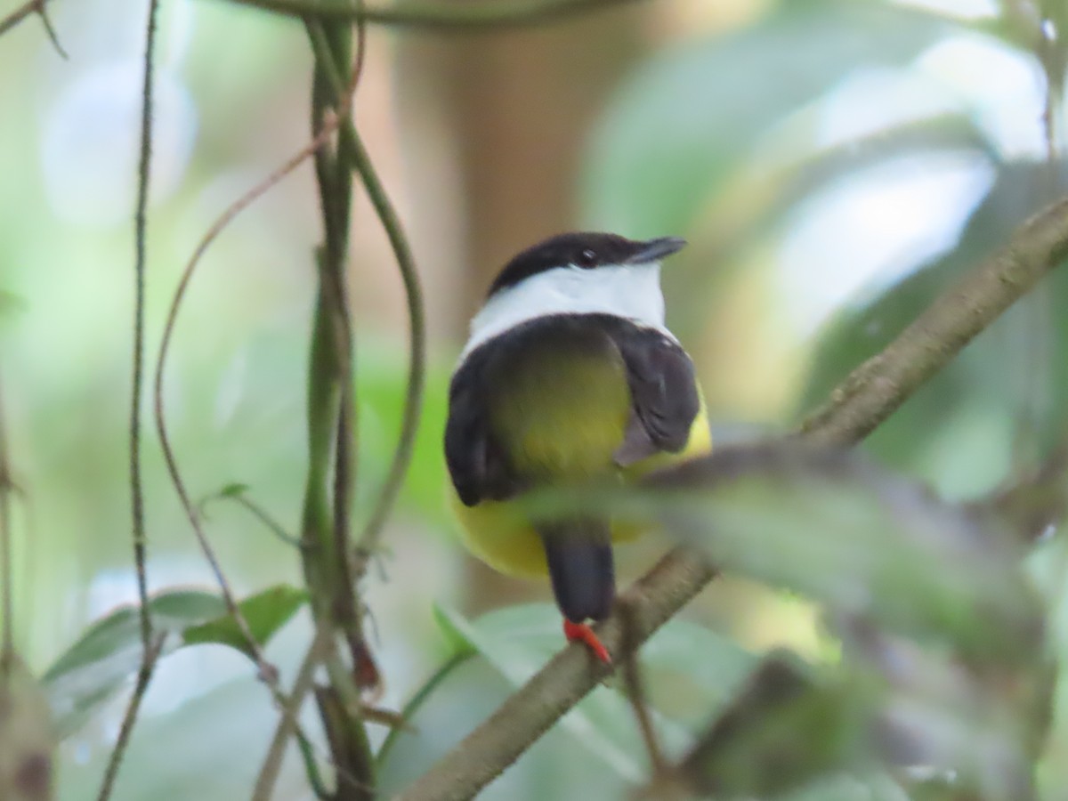 White-collared Manakin - Miguel A. Rodriguez