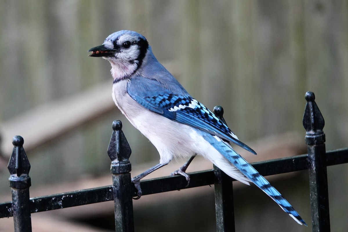 Blue Jay - Tom Amico