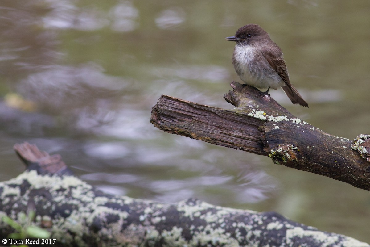 Eastern Phoebe - Tom Reed