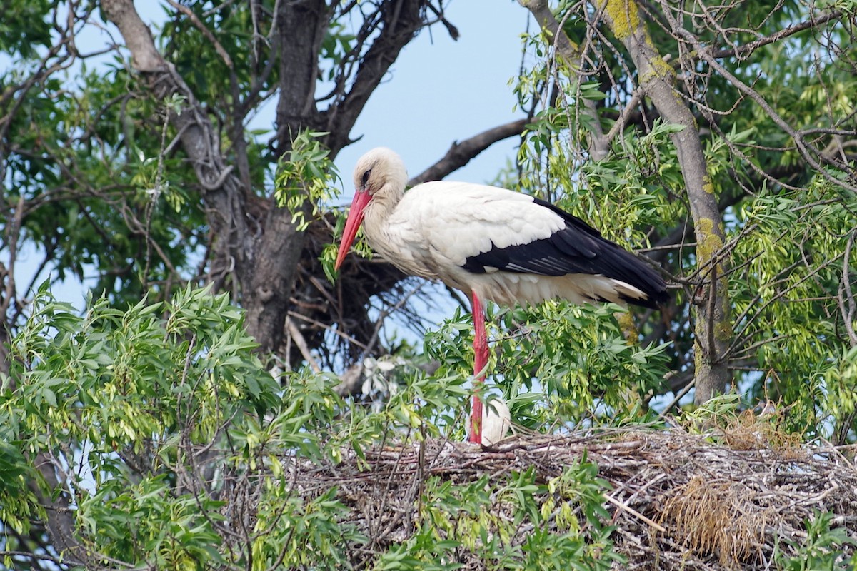 White Stork - Patrick HAFFNER