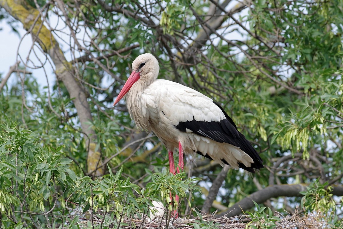 White Stork - Patrick HAFFNER