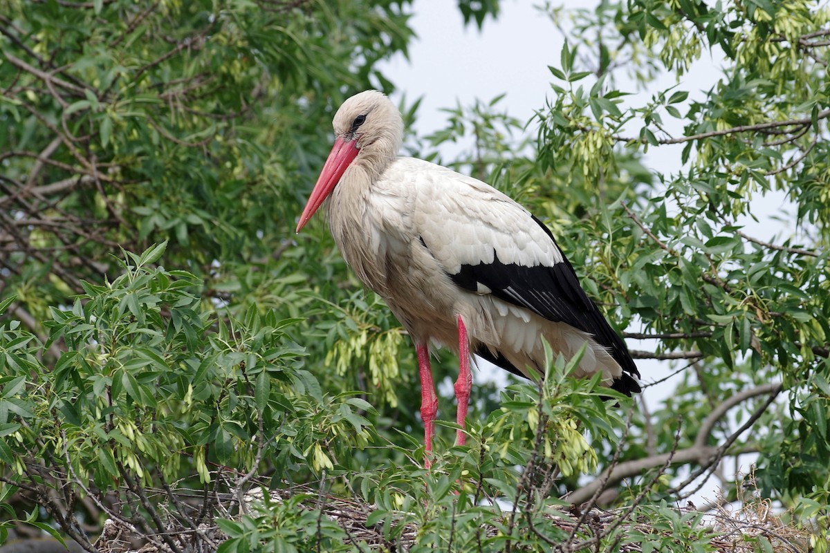 White Stork - Patrick HAFFNER