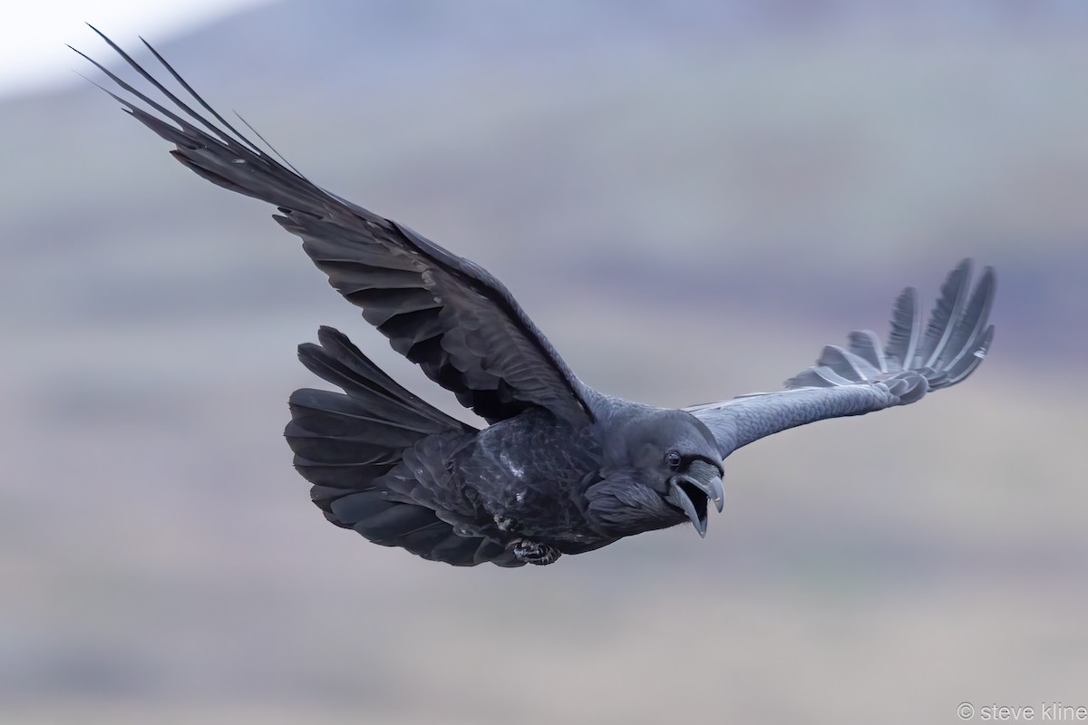 Common Raven - ML592179041