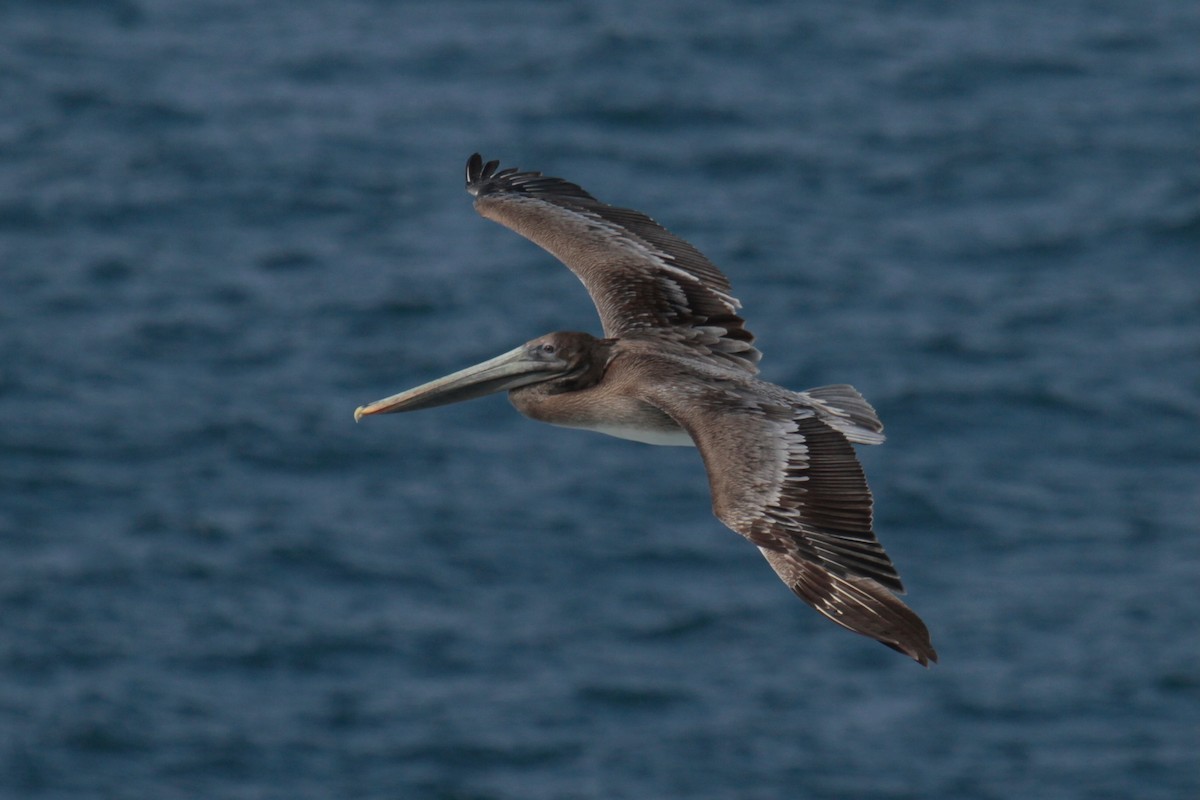 Brown Pelican - Daniel George