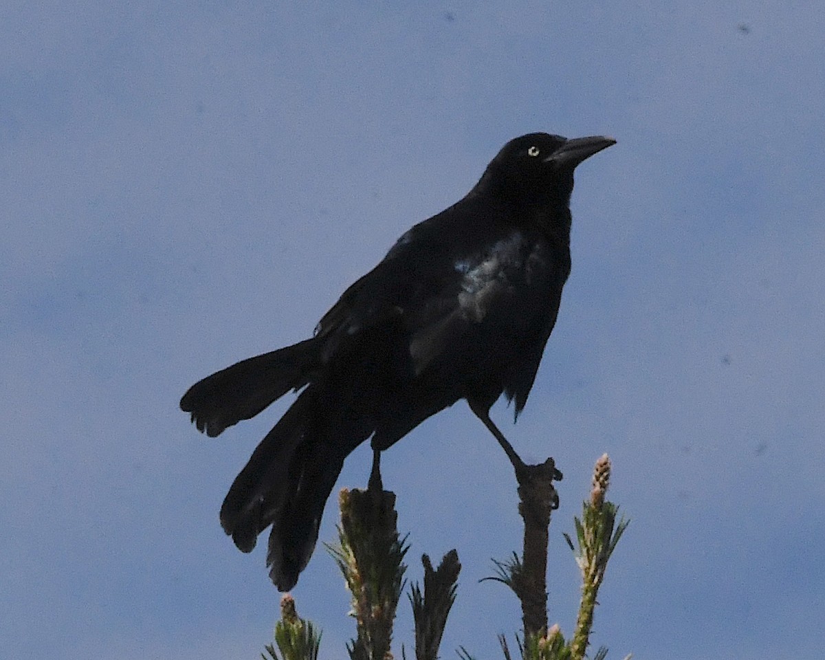 Great-tailed Grackle - ML592180531
