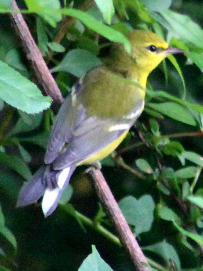 lesňáček modrokřídlý - ML592180541