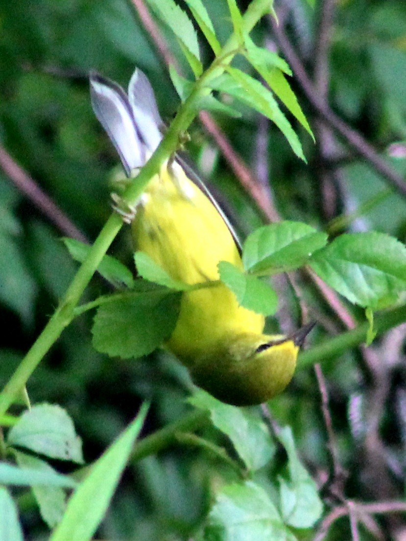 lesňáček modrokřídlý - ML592180621