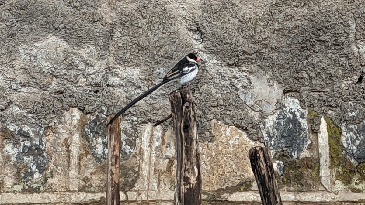 Pin-tailed Whydah - ML592180921