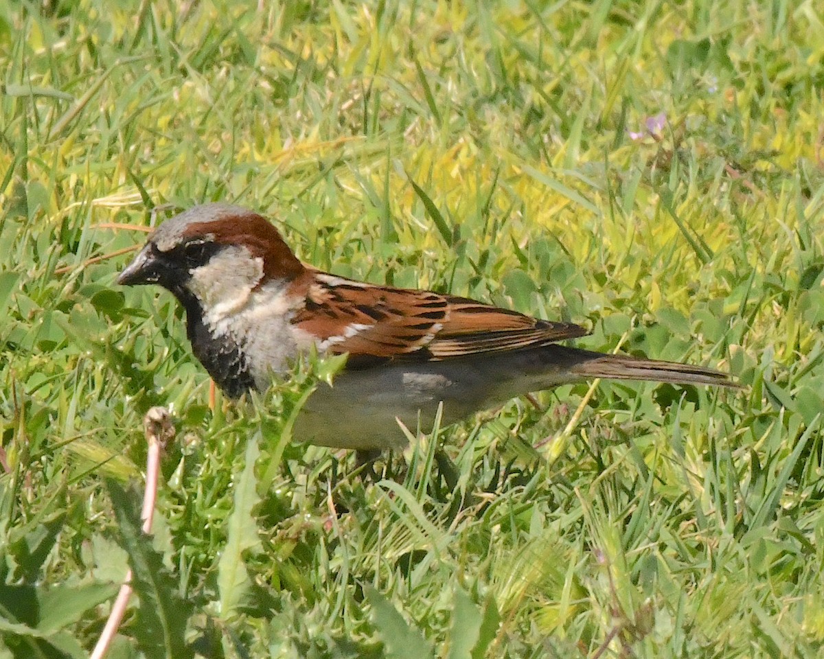 House Sparrow - ML592181181