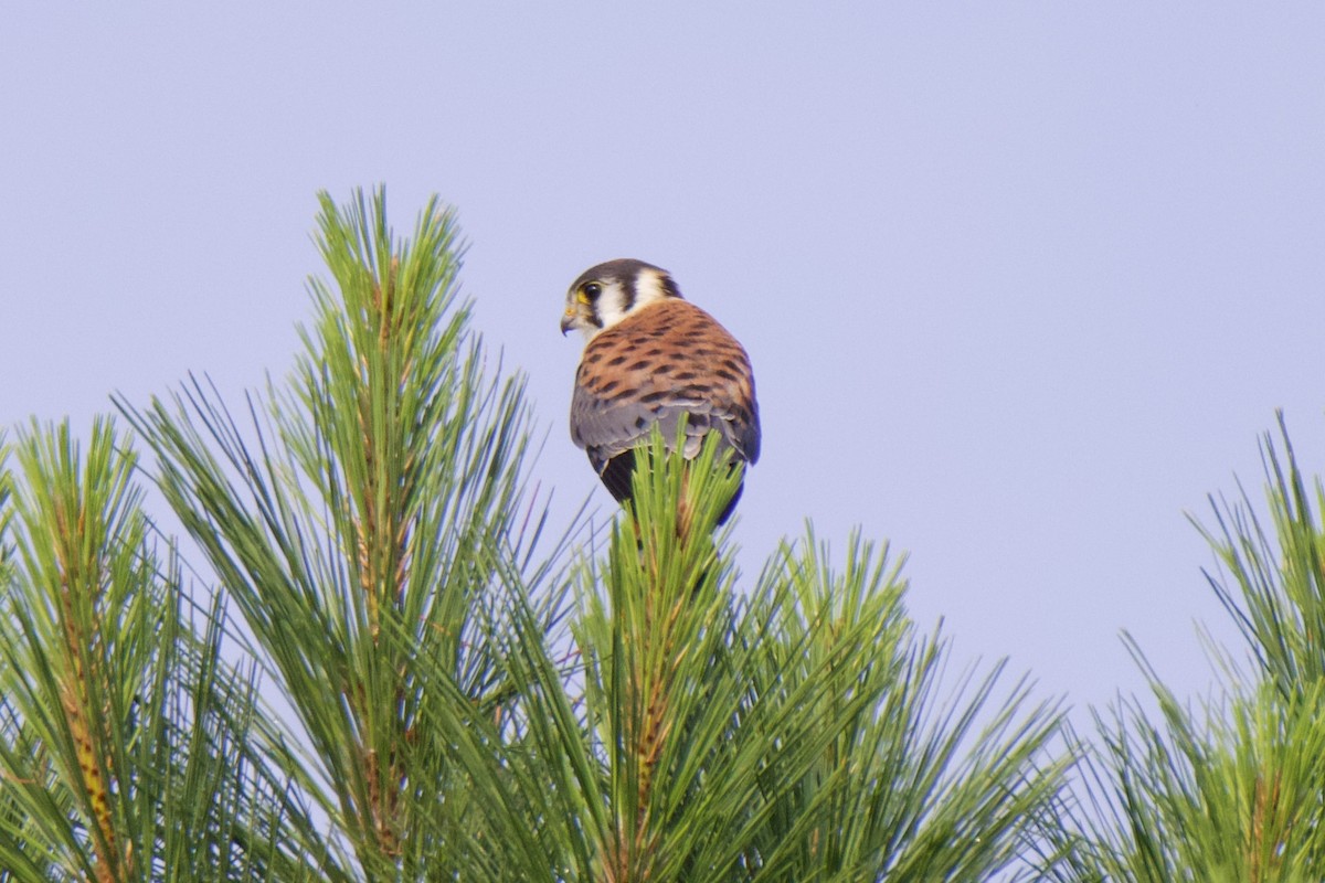 American Kestrel - ML592181241