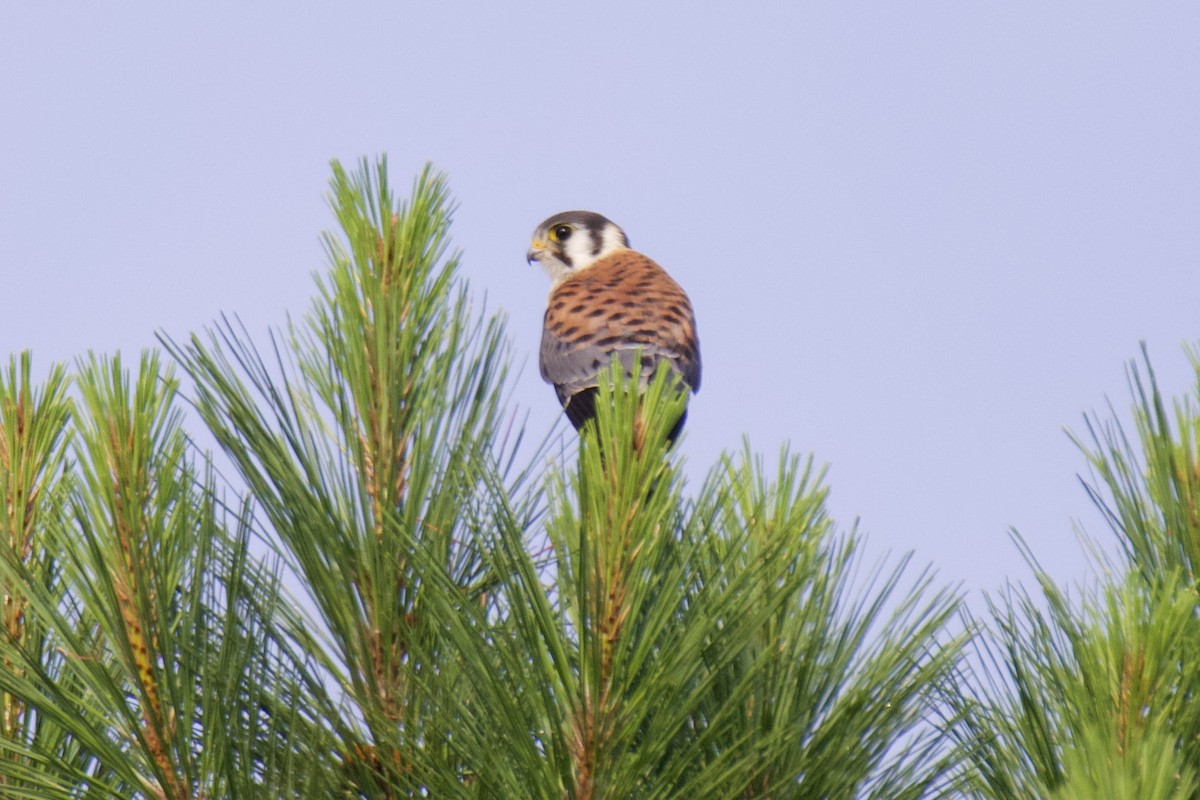 American Kestrel - ML592181251