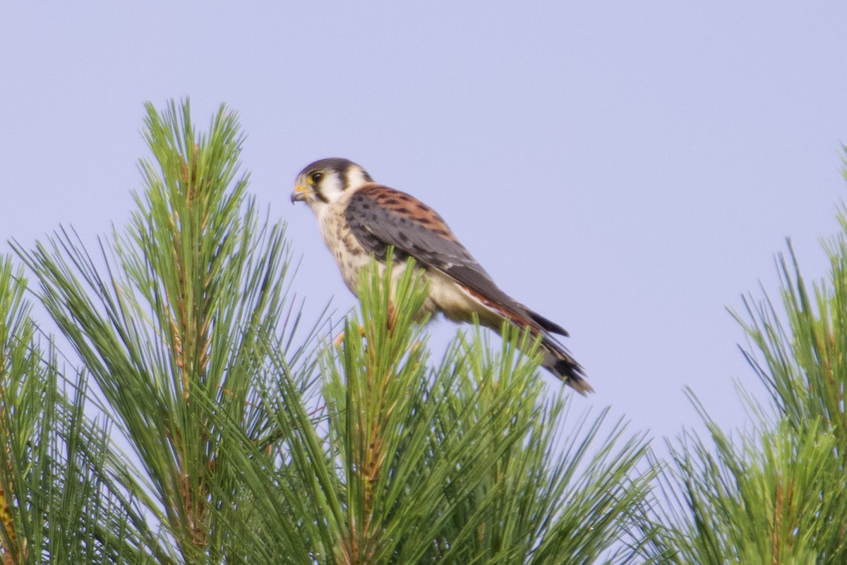 American Kestrel - ML592181261