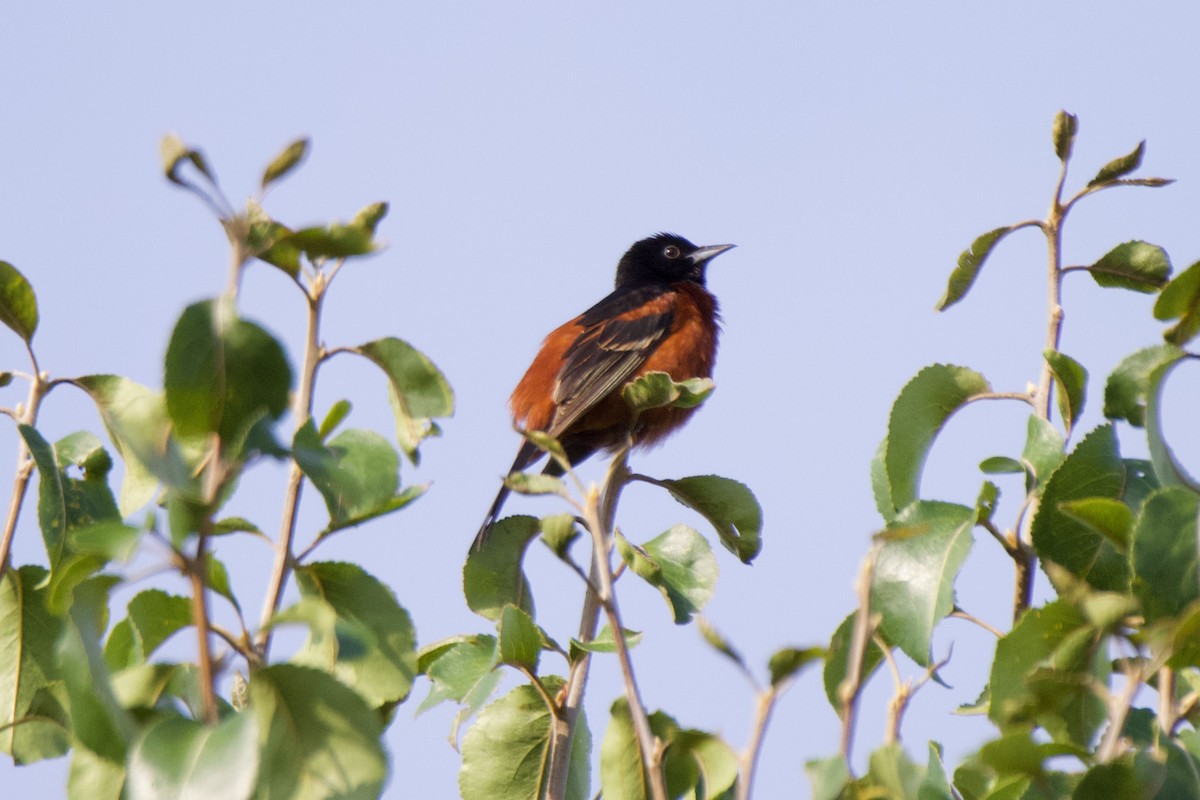 Orchard Oriole - ML592181521