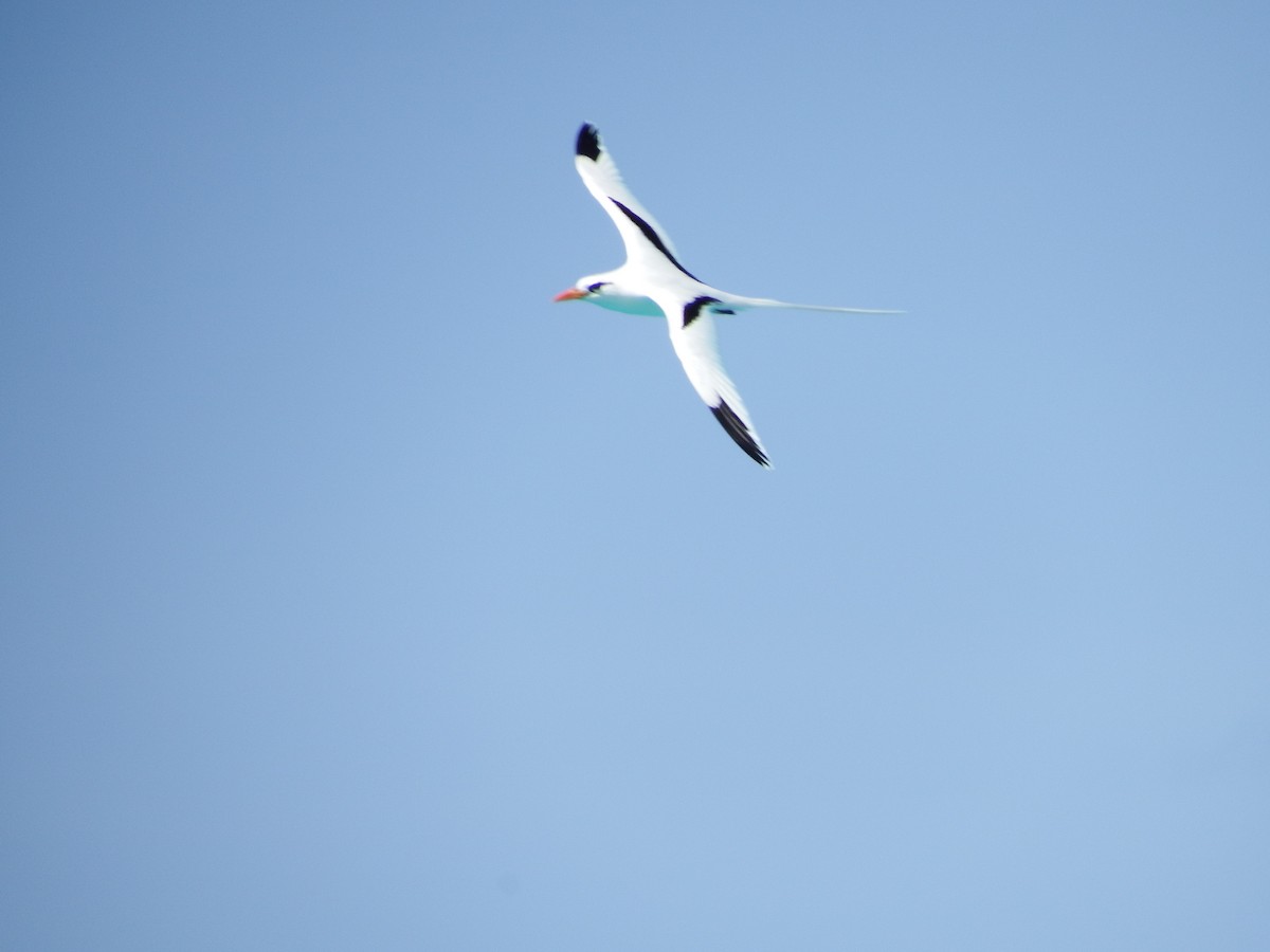 White-tailed Tropicbird - Randolph "Casper" Burrows