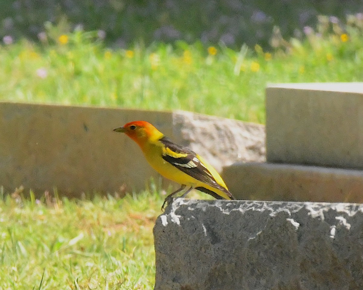 Western Tanager - ML592182681