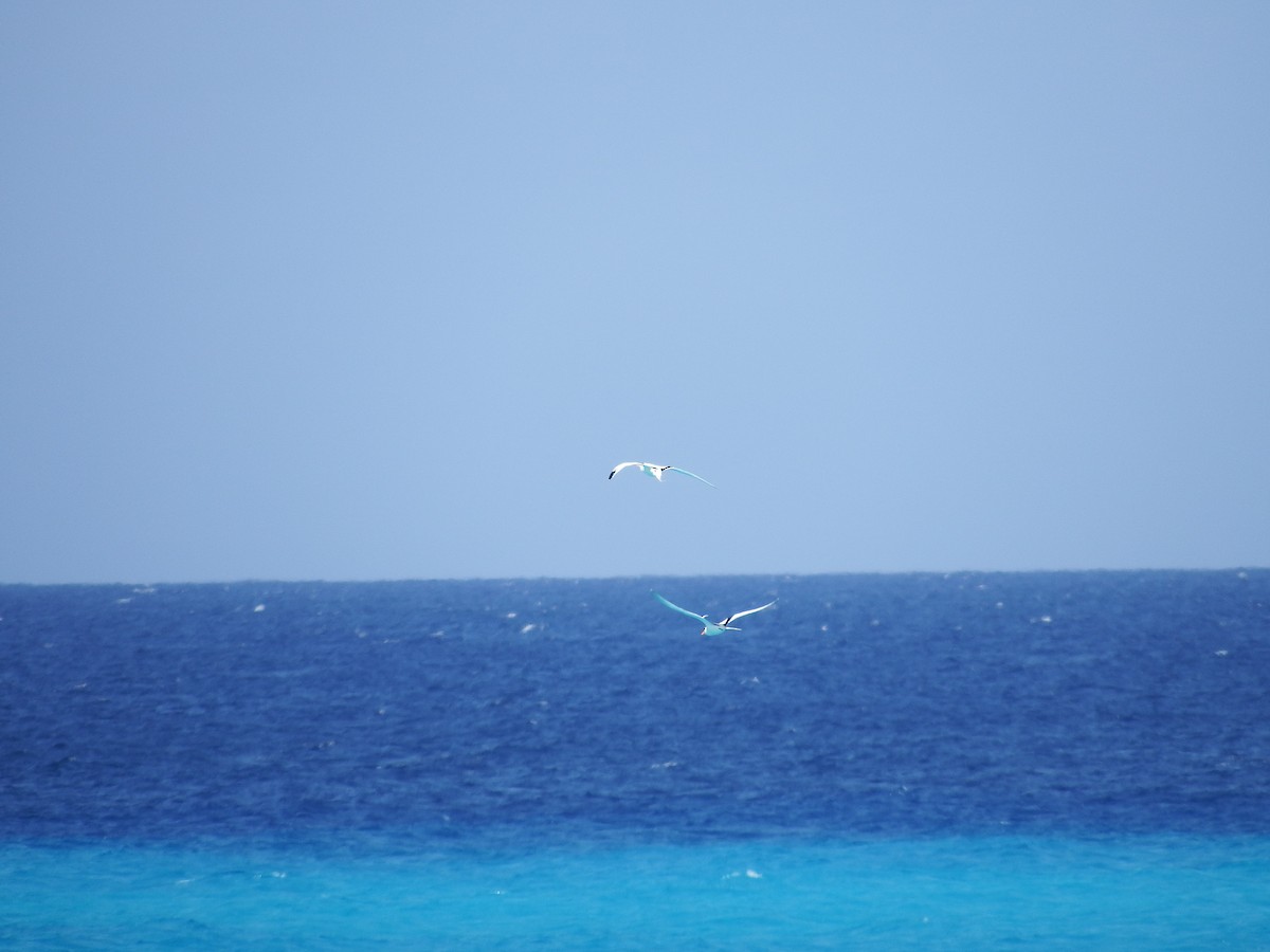 White-tailed Tropicbird - Randolph "Casper" Burrows