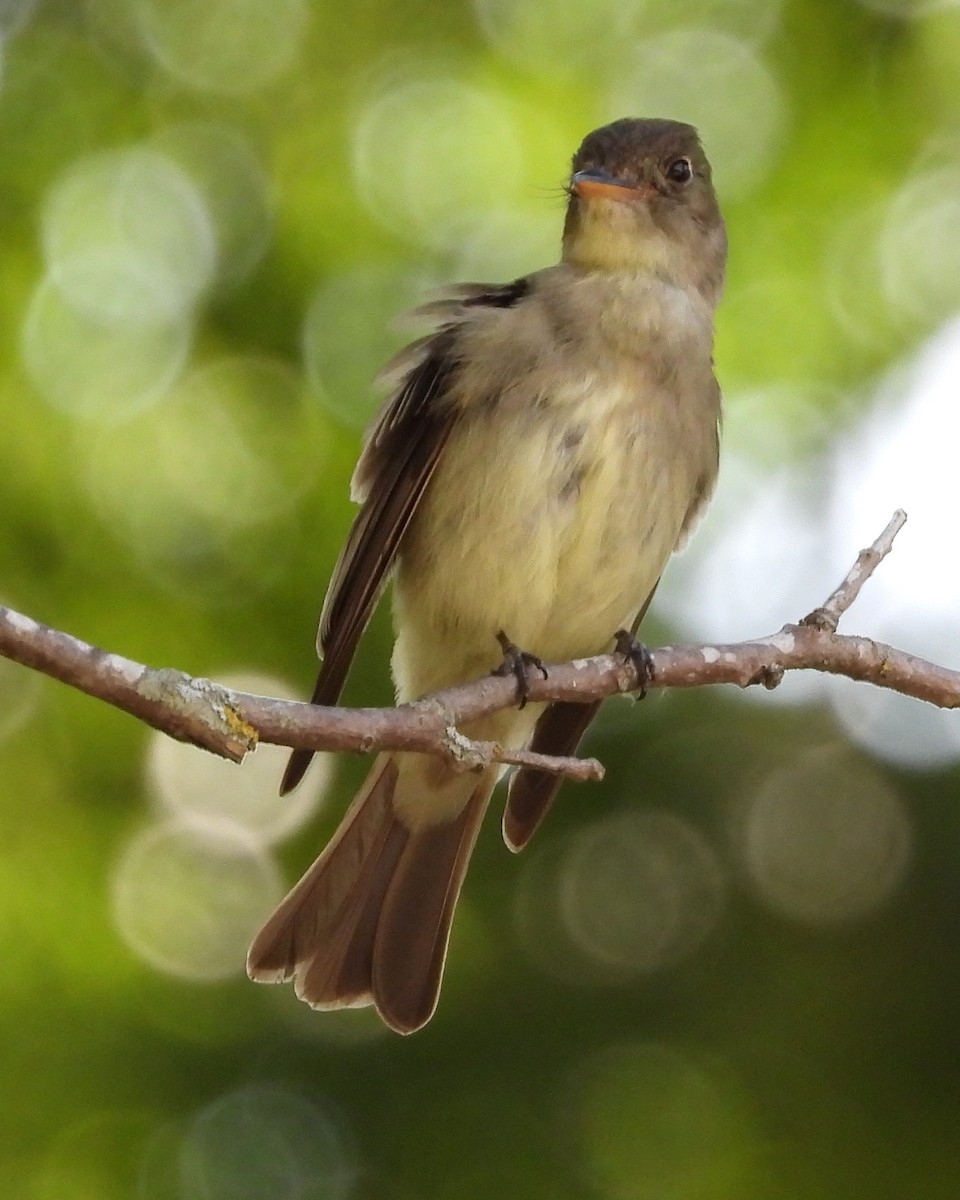 Піві лісовий - ML592183031