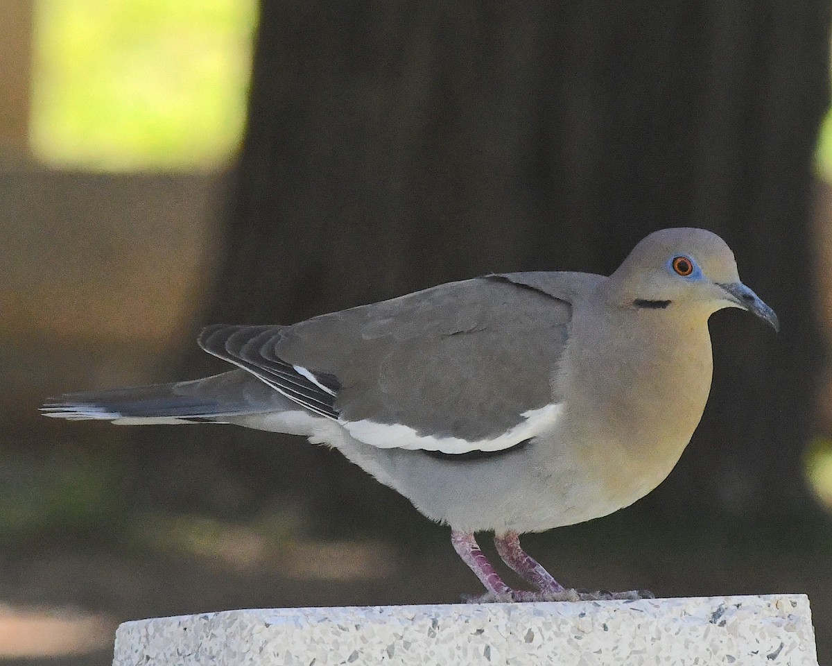 White-winged Dove - ML592183541