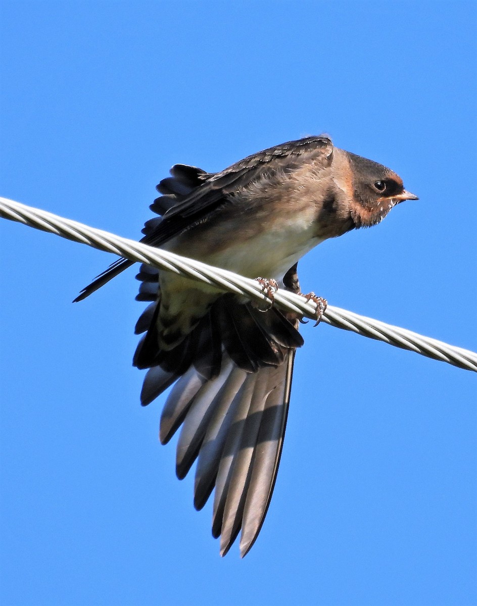 Cliff Swallow - ML592184501