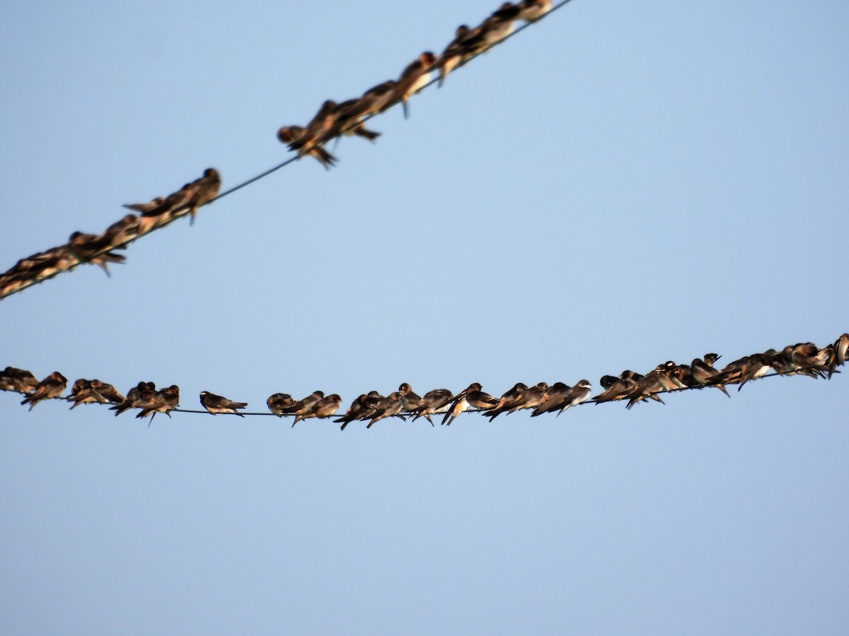 Cliff Swallow - ML592184661