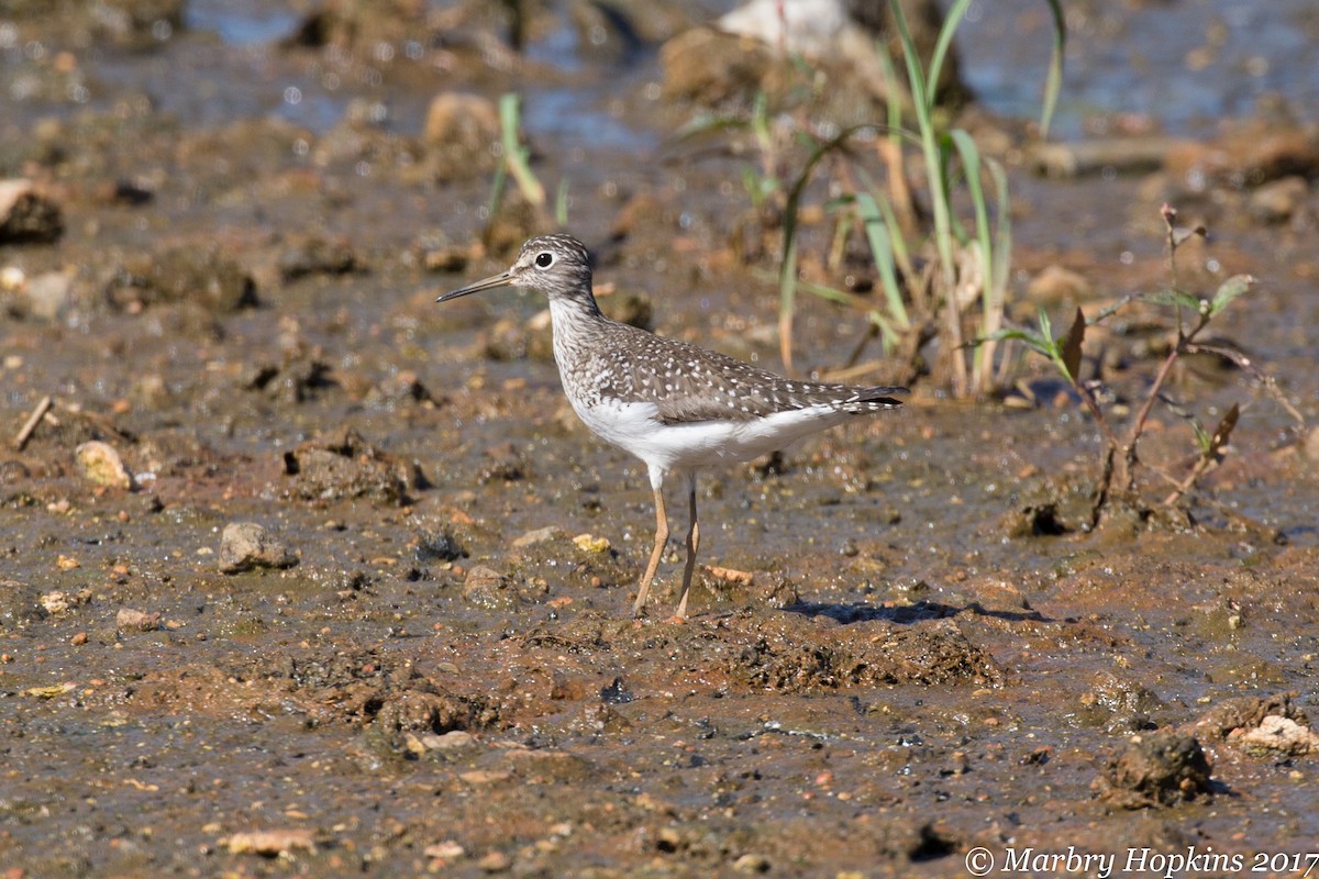 Solitary Sandpiper - ML59218471