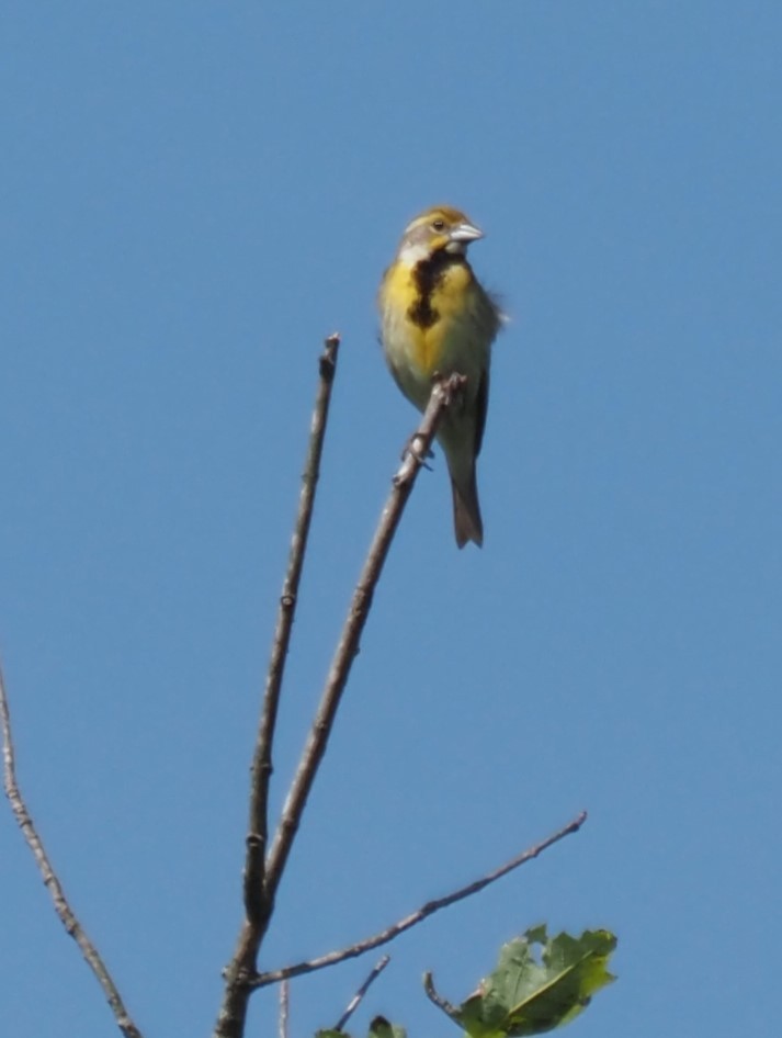 Dickcissel - ML592184911