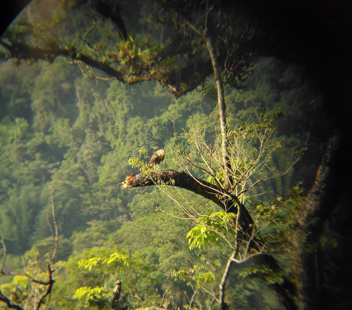 Crested Caracara - Carlos Manuel Vieyra Rojas