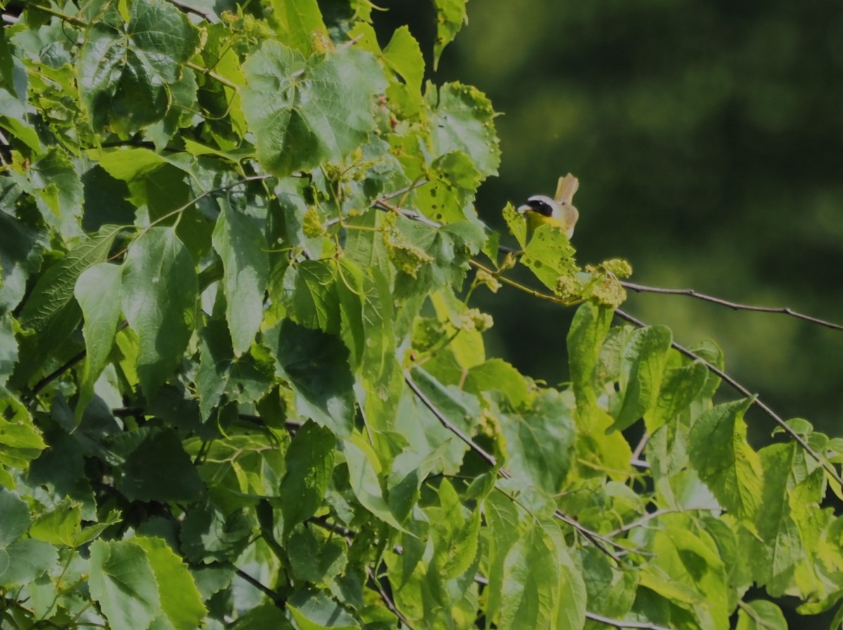 Common Yellowthroat - ML592185141