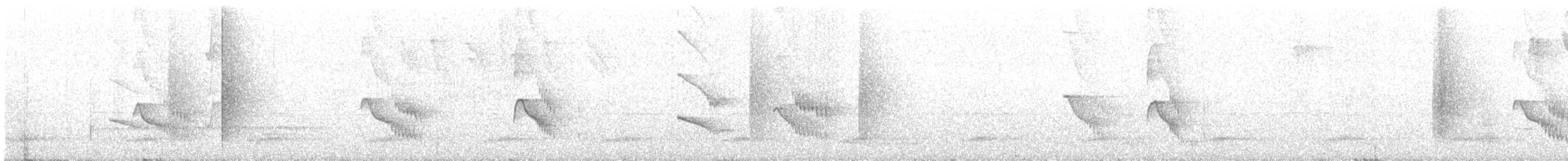 Manakin à col d'or - ML592185811