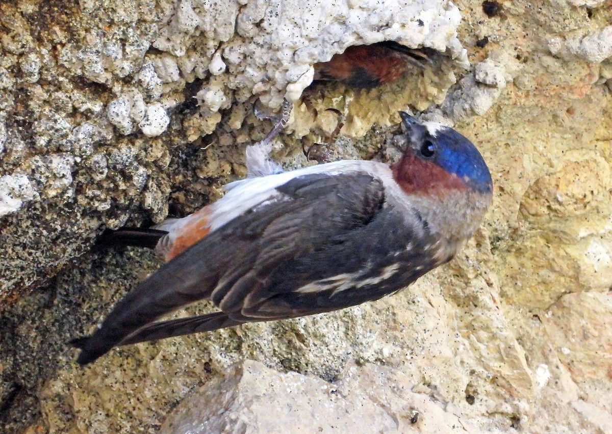 Cliff Swallow - ML592186071