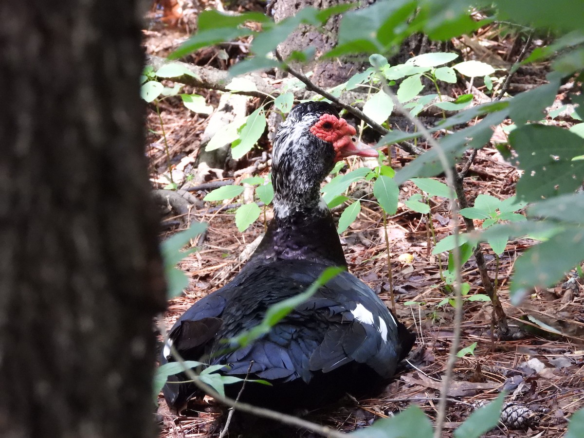 Muscovy Duck (Domestic type) - ML592186281