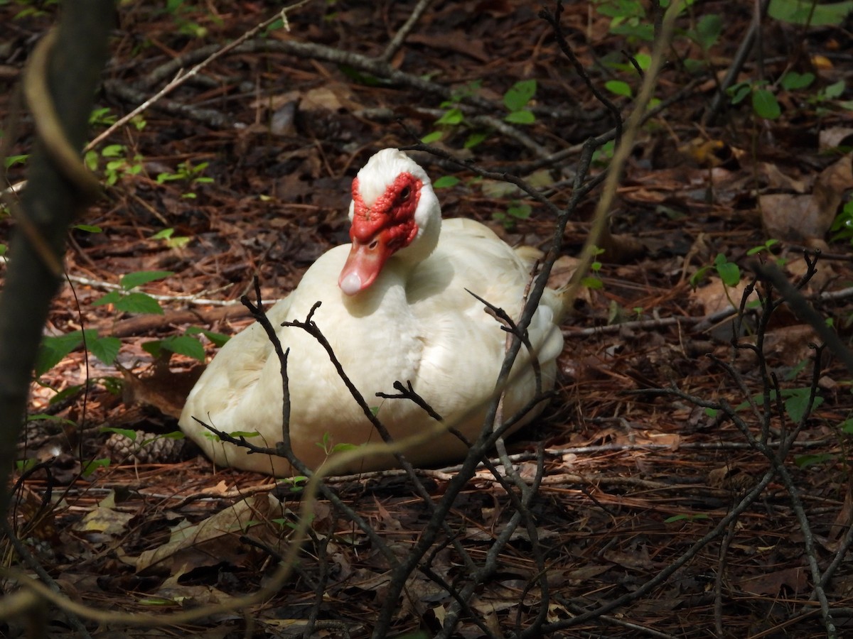 Muscovy Duck (Domestic type) - ML592186301