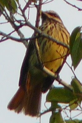 Sulphur-bellied Flycatcher - ML592186461