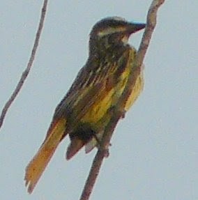 Sulphur-bellied Flycatcher - ML592186601