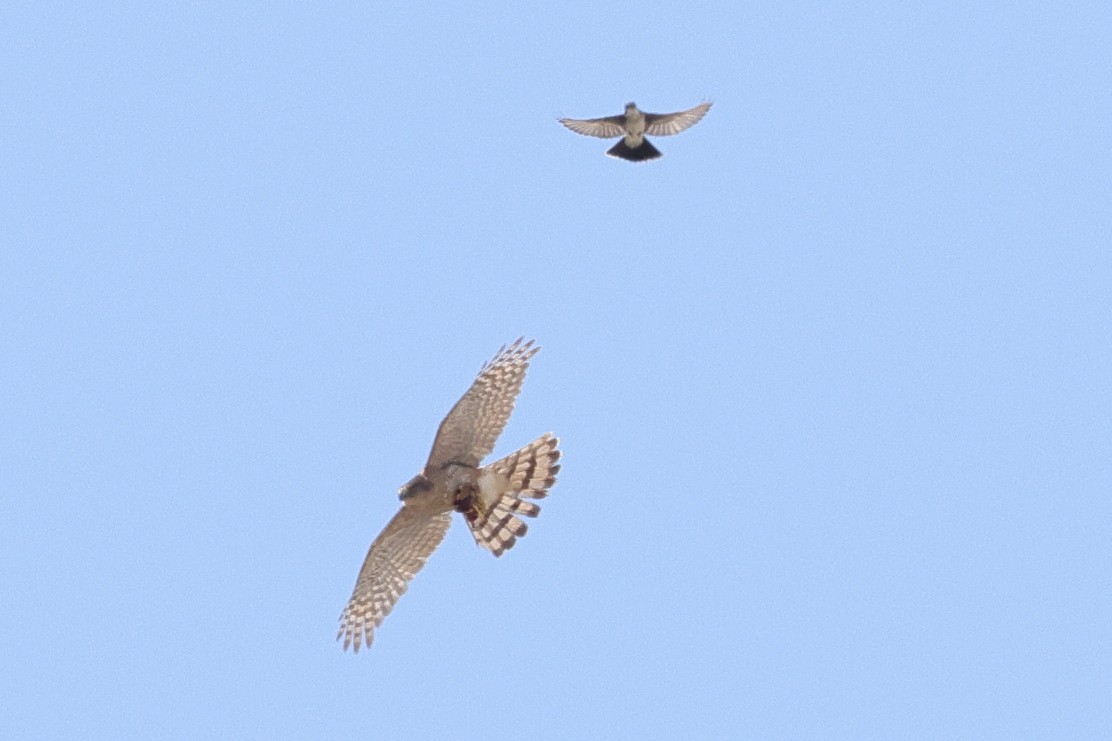 Cooper's Hawk - ML592187321