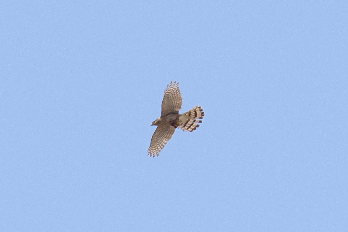 Cooper's Hawk - ML592187331