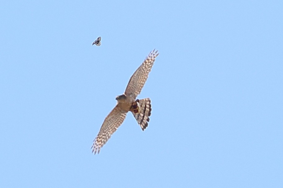 Cooper's Hawk - Rick Remy