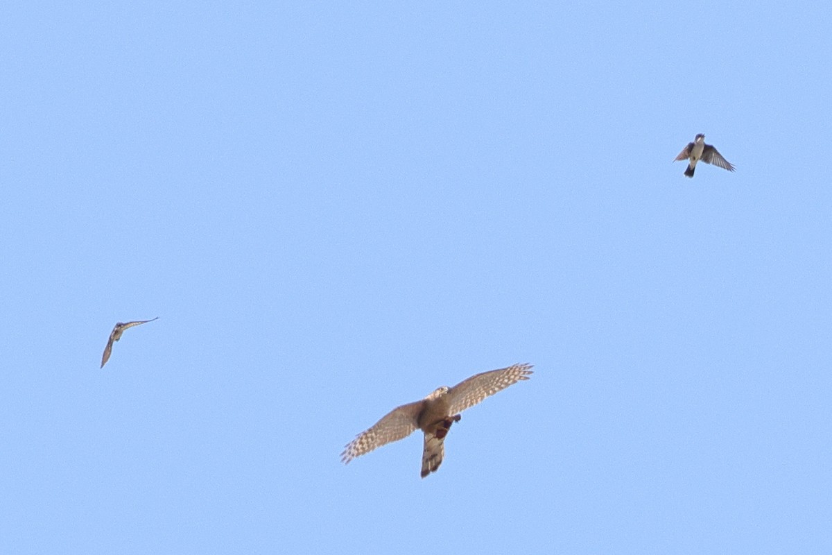 Cooper's Hawk - ML592187361