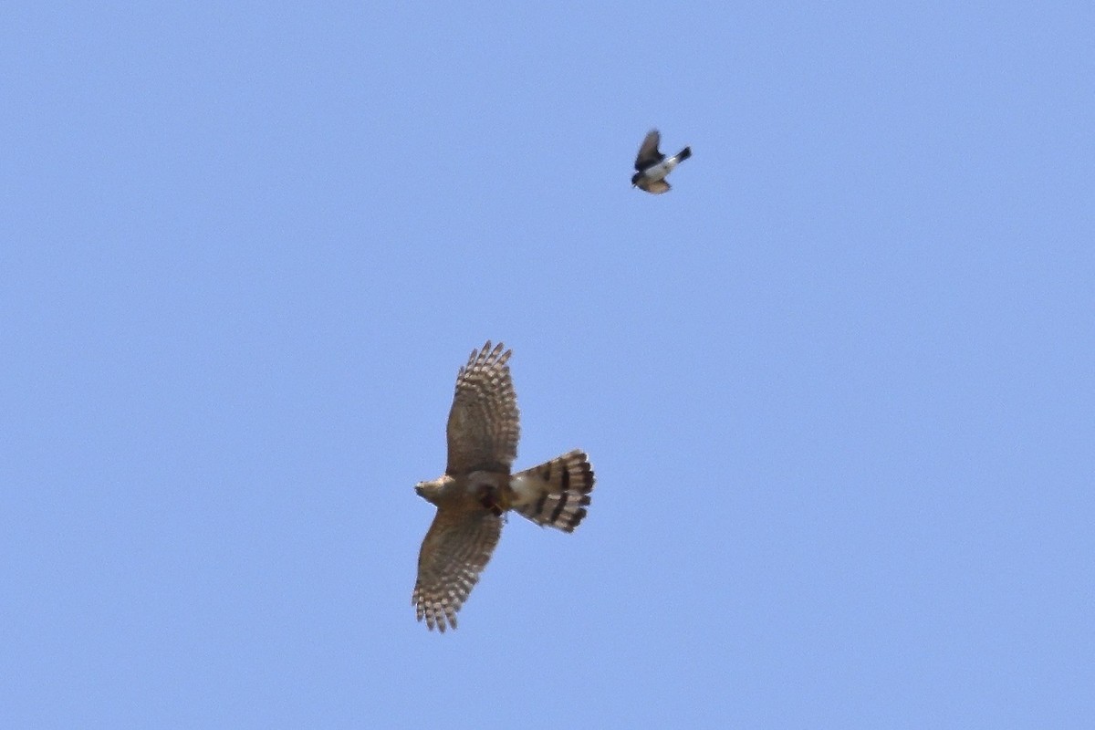 Cooper's Hawk - ML592187371