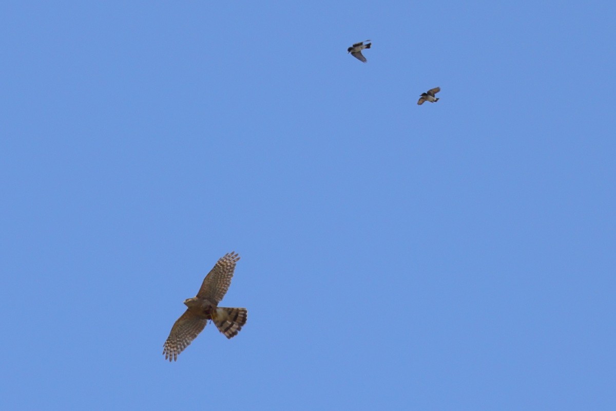 Cooper's Hawk - ML592187401