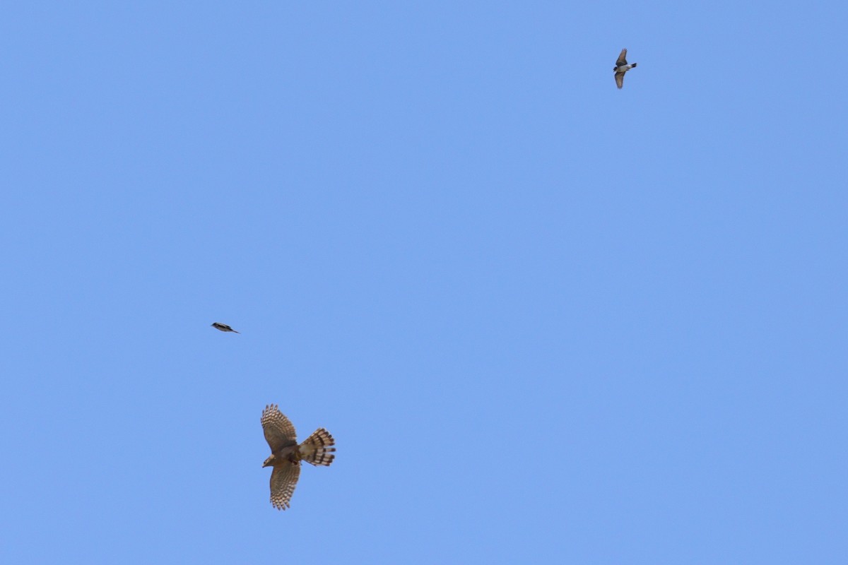 Cooper's Hawk - ML592187411