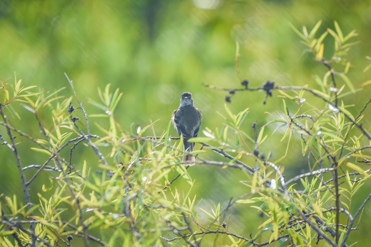 Willow Flycatcher - ML592187801