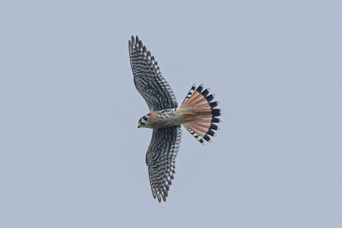 American Kestrel - ML592188671