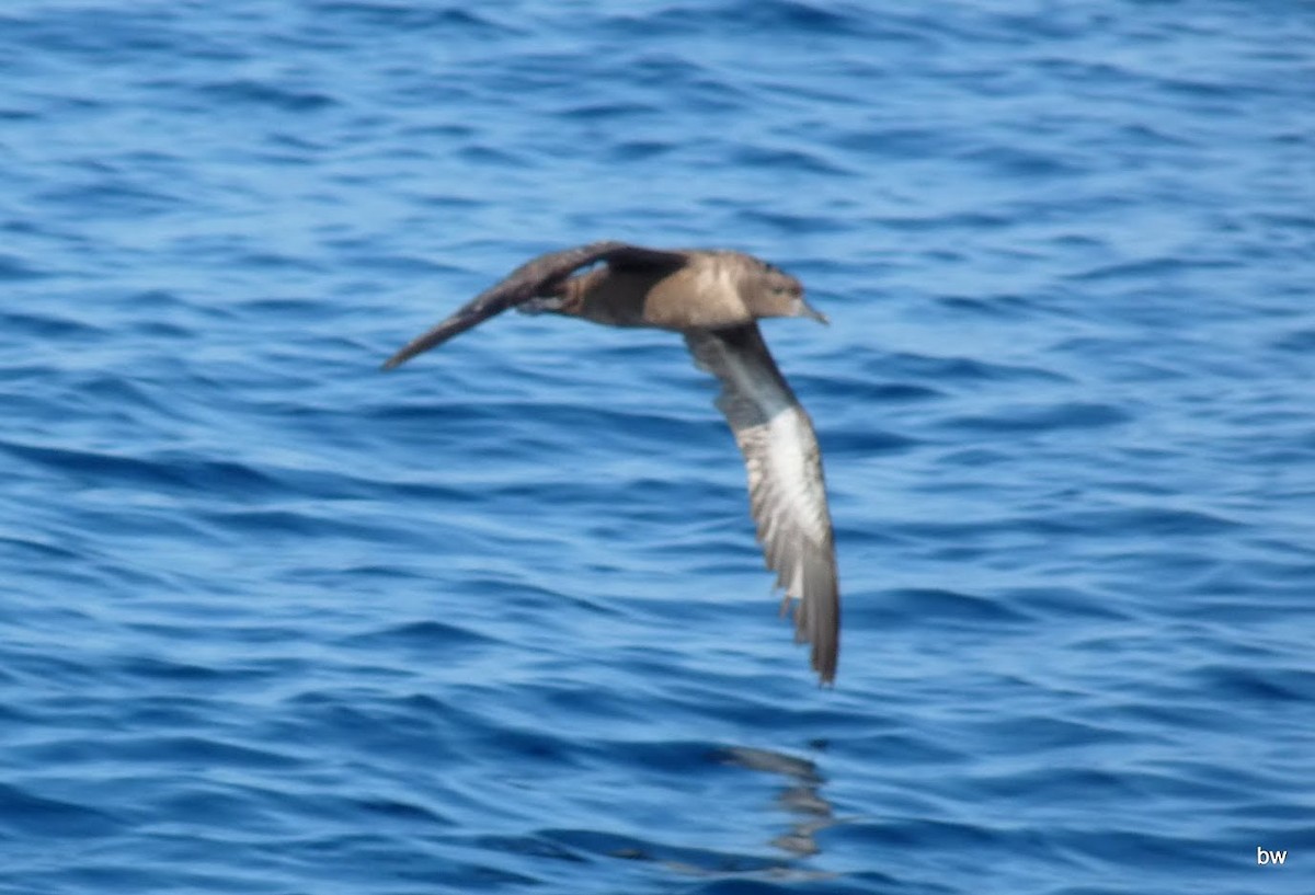 Sooty Shearwater - ML592188811