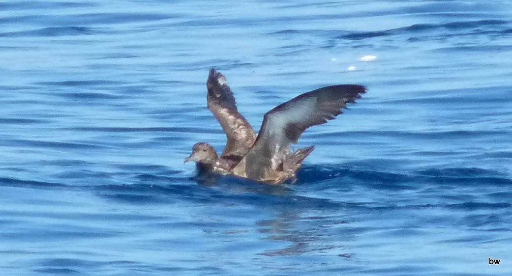 Sooty Shearwater - Bert Wessling