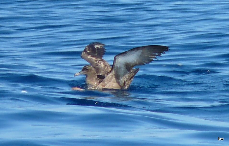 Sooty Shearwater - Bert Wessling