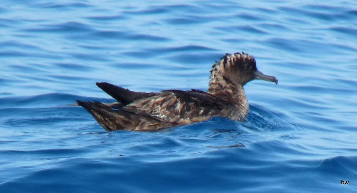 Sooty Shearwater - ML592189031