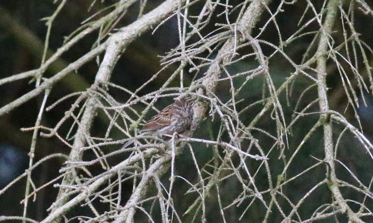 Chipping Sparrow - ML592189111