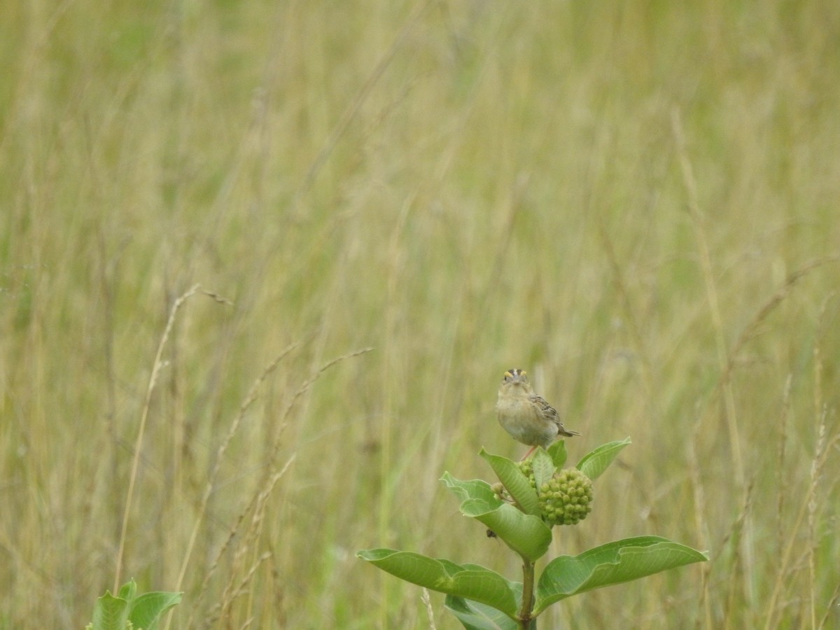 Grasshopper Sparrow - ML592190331