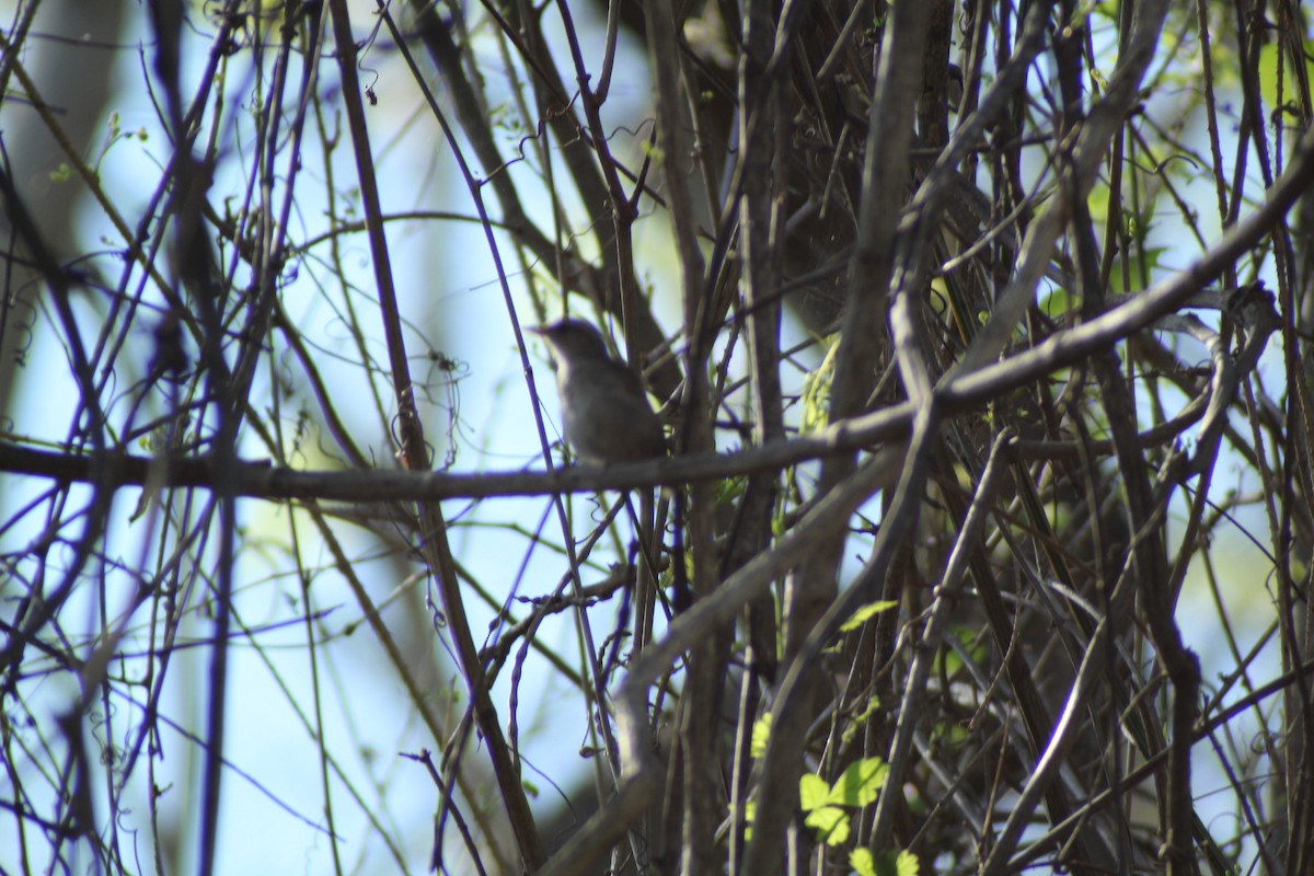 White-bellied Wren - ML592190541